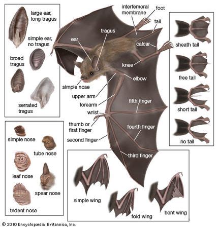 What is with the Bat :: ANIMAL WELL General Discussions.